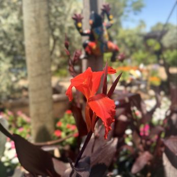 Whitfill Nursery - A red flower with delicate, ruffled petals is prominently featured in the foreground of the image. The background is blurred, showing trees, various plants, and garden decorations, including a colorful butterfly ornament attached to a tree trunk. The scene appears to be outdoors in a garden or nursery environment, with natural sunlight illuminating the scene. - Nurseries & Gardening Near Me - Gilbert, Arizona