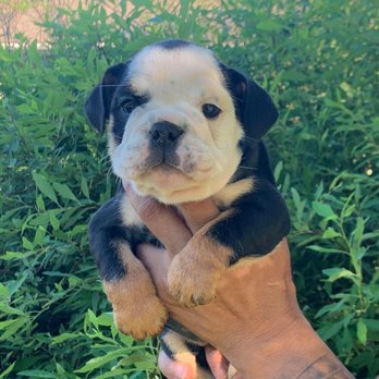 Parker Way Veterinary Clinic - One of our squishy babies - Veterinarians Near Me - Mount Vernon, Washington