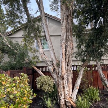 Green View Tree Service - Tree Services Near Me Green View Tree Service - Tree Services Near Me
