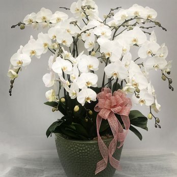 Taida Orchids - Orchids Arrangement - Nurseries & Gardening Near Me - Bridgewater, New Jersey