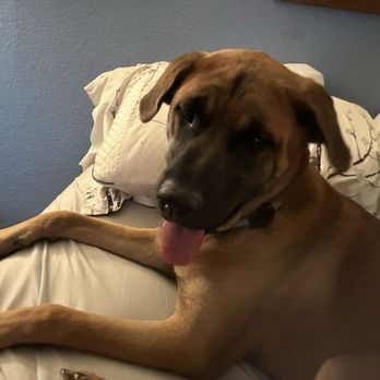 Love & Second Chances - Pet Adoption Near Me