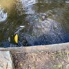 The Turtle Pond gift card
