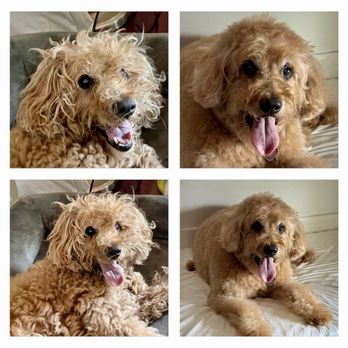AAA K-9 Mobile Grooming - Before & After - Pet Groomers Near Me