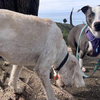 SolDog Adventures - Ley and her pack friend - Hiking Near Me - San Francisco, California SolDog Adventures - Ley and her pack friend - Hiking Near Me - San Francisco, California