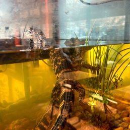 Live little alligators