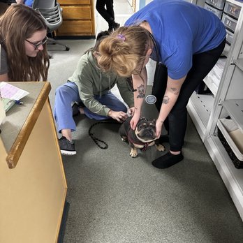 Pace Veterinary Clinic - Veterinarians Near Me - Pace, Florida