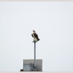 Osprey