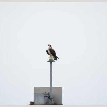 Leesylvania State Park - Osprey - Parks Near Me - Woodbridge, Virginia