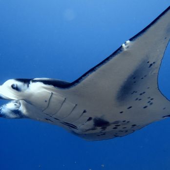 Keauhou Bay - manta! - Diving Near Me Keauhou Bay - manta! - Diving Near Me