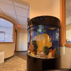 Knollwood Dental Care - The beautiful and calming aquarium.