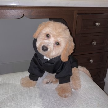 Fur Paws - After I fixed his haircut with my nail scissor - Pet Groomers Near Me - Houston, Texas