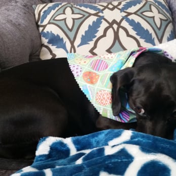 Grooming Tails - Doesn't care too much for the bath, nails and teeth but looks beautiful. - Pet Groomers Near Me - Spring, Texas Grooming Tails - Doesn't care too much for the bath, nails and teeth but looks beautiful. - Pet Groomers Near Me - Spring, Texas