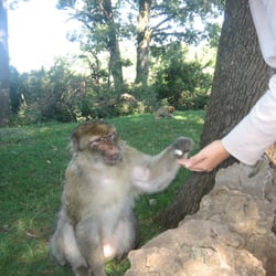 Forêt des Singes