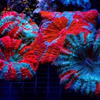 Matt's Corals & Service - Aquarium Services Near Me - Gahanna, Ohio