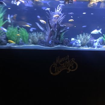 Cheddar's Scratch Kitchen - Fish tank by lobby - Comfort Food Near Me - Sanford, Florida Cheddar's Scratch Kitchen - Fish tank by lobby - Comfort Food Near Me - Sanford, Florida