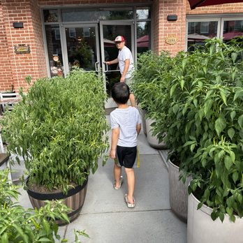 Courtside Thai Cuisine - Fresh peppers outside - Thai Near Me - Fairfax, Virginia Courtside Thai Cuisine - Fresh peppers outside - Thai Near Me - Fairfax, Virginia