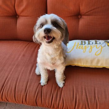 Sharebear Pet Care - Pet Sitting Near Me