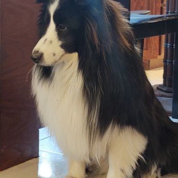 Carol's Dog Den - Pet Stores Near Me - Millville, New Jersey