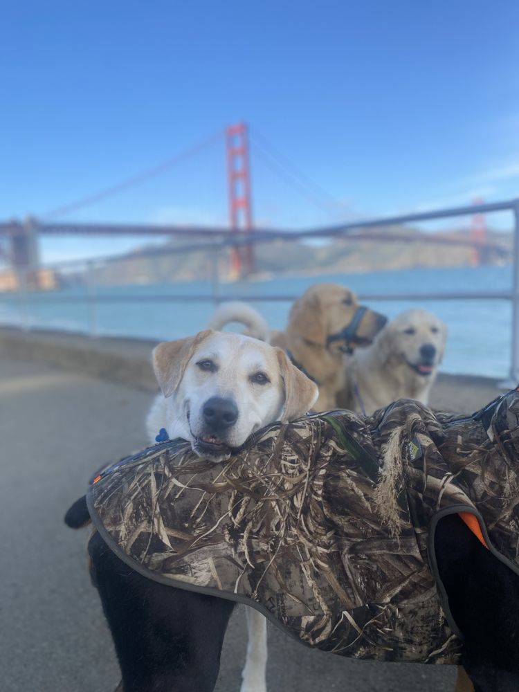 K9 Therapy Club - pet boarding facility in San Francisco, CA