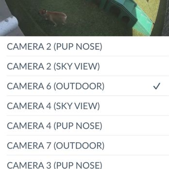 Camp Bow Wow - Pet Sitting Near Me - Elmwood Park, New Jersey Camp Bow Wow - Pet Sitting Near Me - Elmwood Park, New Jersey