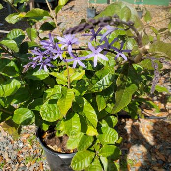 Kerby's Nursery - A beautiful Queen's Wreath vine - Nurseries & Gardening Near Me - Seffner, Florida