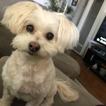 Alta Vista Veterinary Clinic - Lucy Lu Cozzette loves Dr Budde - Veterinarians Near Me - Hayward, California Alta Vista Veterinary Clinic - Lucy Lu Cozzette loves Dr Budde - Veterinarians Near Me - Hayward, California