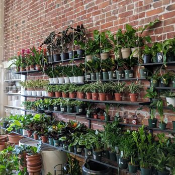 Propagate - Assortment of small plants - Venues & Event Spaces Near Me - Sacramento, California Propagate - Assortment of small plants - Venues & Event Spaces Near Me - Sacramento, California