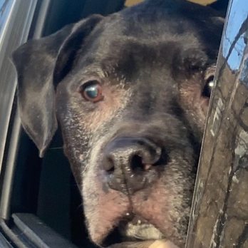 Last Kiss at Home - Hawk - Pet Cremation Services Near Me - Chicago, Illinois Last Kiss at Home - Hawk - Pet Cremation Services Near Me - Chicago, Illinois