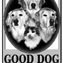 Photo of Good Dog Legacy