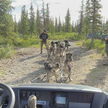 Wildthingz Dog Mushing Summer Tours - SO impressive seeing them in action! - Tours Near Me - Cantwell, Alaska Wildthingz Dog Mushing Summer Tours - SO impressive seeing them in action! - Tours Near Me - Cantwell, Alaska