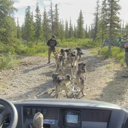 Wildthingz Dog Mushing Summer Tours - SO impressive seeing them in action!