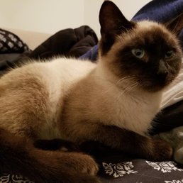 Had a wonderful experience adopting Ezra (Ellison Smith, as they called him). Highly recommend adopting for PAWS! Had a wonderful experience adopting Ezra (Ellison Smith, as they called him). Highly recommend adopting for PAWS!