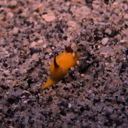 Kahe Point Beach Park - 4 spined slug