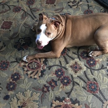 Take Me Out Pets - This is King, another of my walking dogs - Dog Walkers Near Me Take Me Out Pets - This is King, another of my walking dogs - Dog Walkers Near Me