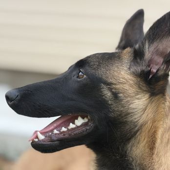 Ruidoso Malinois - Ballard - Pet Training Near Me - Capitan, New Mexico Ruidoso Malinois - Ballard - Pet Training Near Me - Capitan, New Mexico