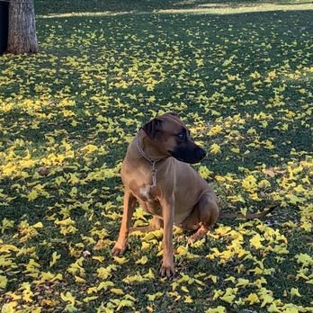 Hunakai Park - Glamour dog shot in the beautiful yellow flowers - Parks Near Me - Honolulu, Hawaii