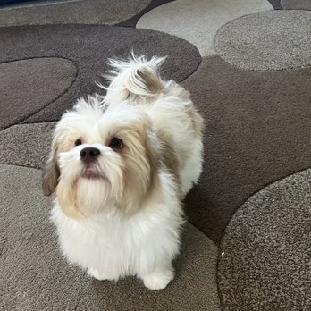Bark, Bath & Bodyworks - After picture when she is feeling spiffy! - Pet Groomers Near Me Bark, Bath & Bodyworks - After picture when she is feeling spiffy! - Pet Groomers Near Me