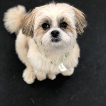 The Animal Playhouse - Dolly, one of daycare guests :) Adorable! - Pet Boarding Near Me - West Seneca, New York The Animal Playhouse - Dolly, one of daycare guests :) Adorable! - Pet Boarding Near Me - West Seneca, New York