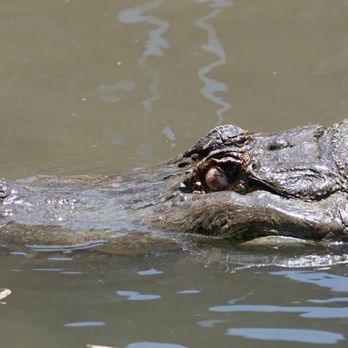 Colorado Gators Reptile Park - Colorado Gators Reptile Park.  Swimming. - Zoos Near Me - Mosca, Colorado