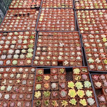 Mariscal Cactus & Succulents - Baby succulents - Nurseries & Gardening Near Me - Fallbrook, California Mariscal Cactus & Succulents - Baby succulents - Nurseries & Gardening Near Me - Fallbrook, California