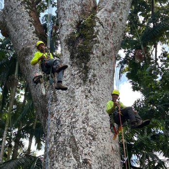 Shaka Tree Care - Tree Services Near Me Shaka Tree Care - Tree Services Near Me