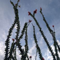 El Paso Museum of Archaeology - Occotillos in bloom