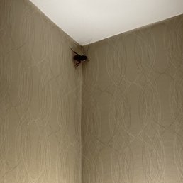 Roach in the bathroom Roach in the bathroom
