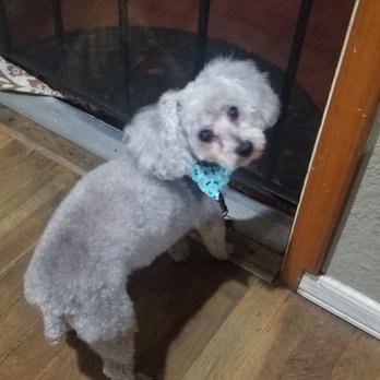 Isela's Pet Grooming - Love to take my dog here there super friendly my dog loves her. - Pet Groomers Near Me - Whittier, California
