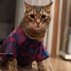 Second Chance Animals - Link (: