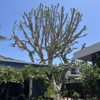 Leonel Tree Service - Tree Services Near Me Leonel Tree Service - Tree Services Near Me