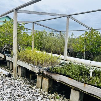 Commander's Shellfish Camp - Clam farm - Bars Near Me - St. Augustine, Florida