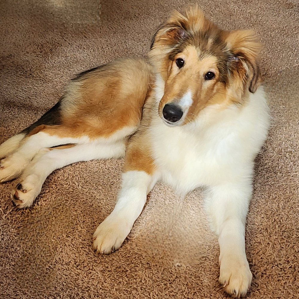 Donnafarris petsitting - pet boarding facility in Lewisberry, PA