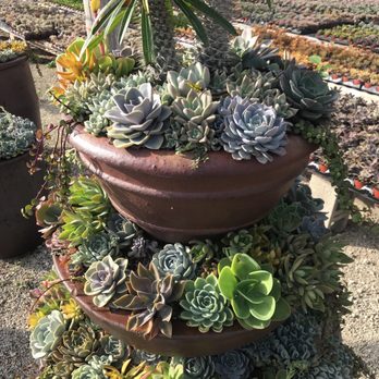 Isaac Farms - Nurseries & Gardening Near Me - Miami, Florida Isaac Farms - Nurseries & Gardening Near Me - Miami, Florida