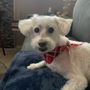 Photo of Pinky's Mobile Grooming